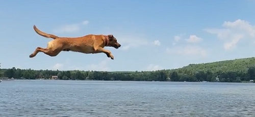 Flying Koda.jpg